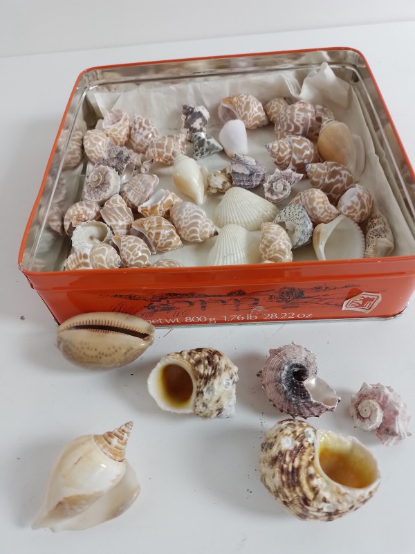 Mooie verzameling zeeschelpen